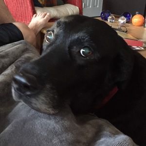 Meet your Posher, Cat